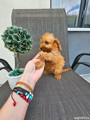 Pudel maro cu posibilitate pasaport  - imagine 2