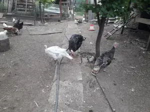 Vand curci romanesti