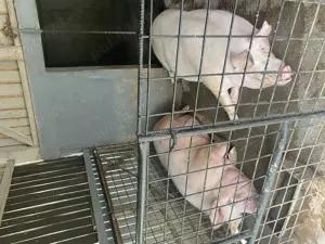 Porc de vânzare 