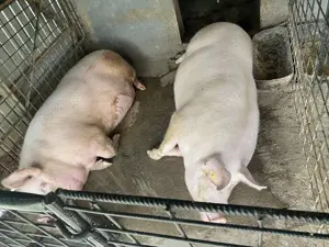 Porc de vânzare  - imagine 2