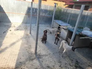 Caini profesori lagotto ,rasa pura - imagine 3