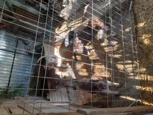 Caini profesori lagotto ,rasa pura - imagine 5