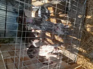 Caini profesori lagotto ,rasa pura - imagine 2