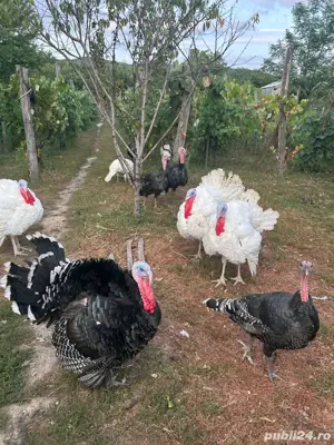 vand curcani  - imagine 2