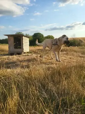 Vând femela de Kangal! - imagine 2 Vând femela de Kangal! - imagine 2