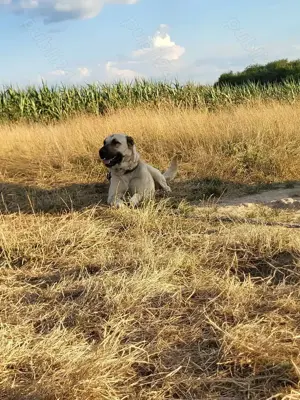 Vând femela de Kangal! - imagine 4 Vând femela de Kangal! - imagine 4