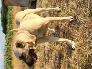 Vând femela de Kangal! - imagine 3 Vând femela de Kangal! - imagine 3