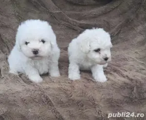 Bichon frise 