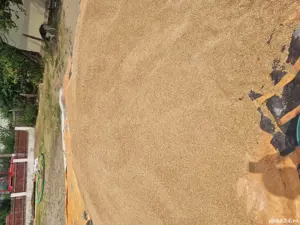 Vând grâu 40lei sacul - imagine 3