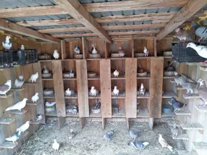 De vânzare Porumbei voiajori  - imagine 4