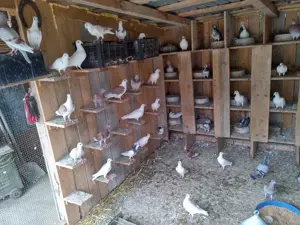 De vânzare Porumbei voiajori  - imagine 2