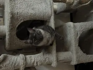 Pui Maine Coon cu Norvegiana de Pădure caută căsuța iubitoare - imagine 3