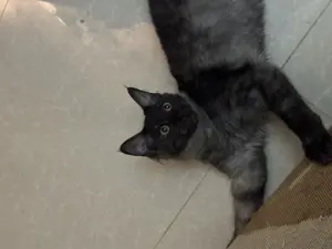 Pui Maine Coon cu Norvegiana de Pădure caută căsuța iubitoare - imagine 2