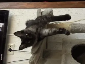 Pui Maine Coon cu Norvegiana de Pădure caută căsuța iubitoare - imagine 4