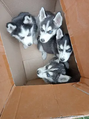 Husky siberian pt. împerechiere  - imagine 4