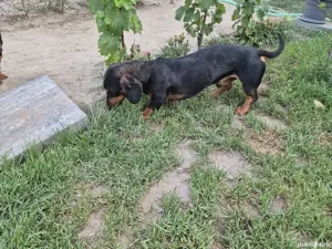 Teckel mascul, 2 ani, în căutare de familie iubitoare! - imagine 2