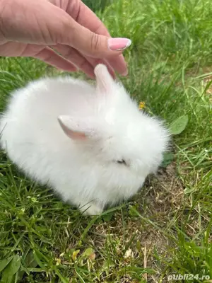 iepurasii cap de leu - imagine 3