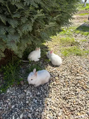 iepurasii cap de leu - imagine 5