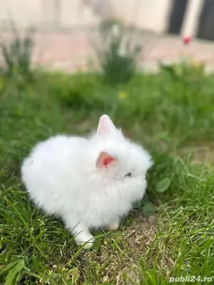 iepurasii cap de leu - imagine 2