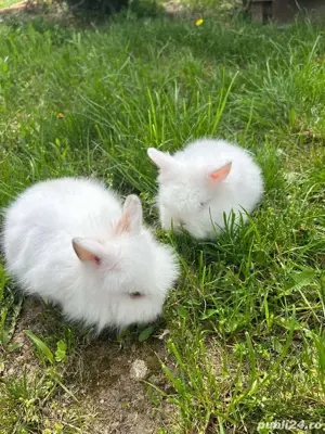 iepurasii cap de leu - imagine 4