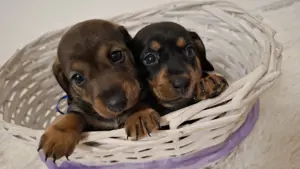 Cățeluși Teckel De Vânzare - imagine 3