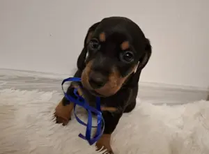 Cățeluși Teckel De Vânzare - imagine 2