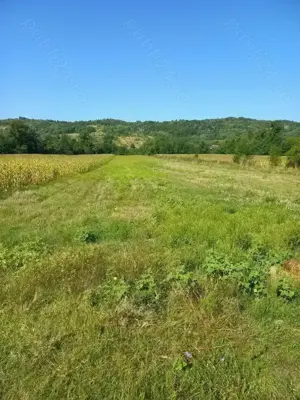 Vând 7 hectare teren extravilan!