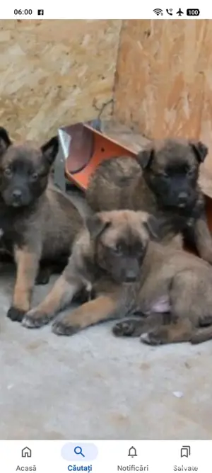 vand 4 catei amstaff