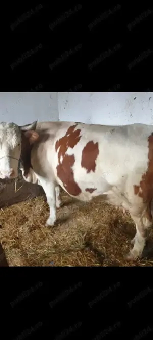 De vânzare vacă batată românească de a fătare 