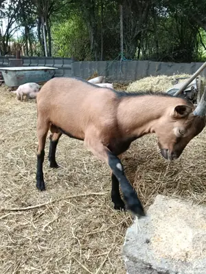 vând țap alpina  - imagine 2