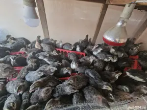 Pui Prepeliță  - imagine 2