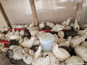 Pui Prepeliță  - imagine 5