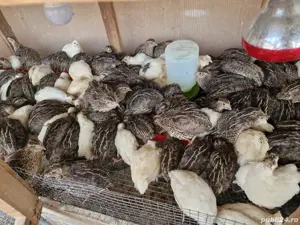 Pui Prepeliță  - imagine 3