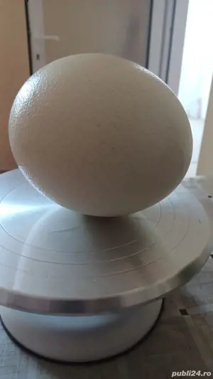 Ouă de struți de vânzare 