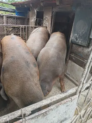 Vând porcii de sacrificat  - imagine 2