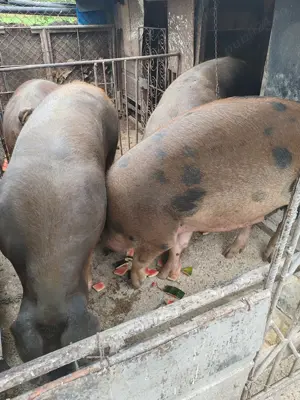 Vând porcii de sacrificat  - imagine 3