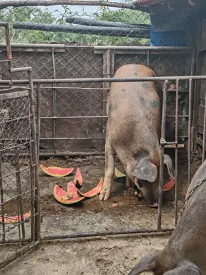 Vând porcii de sacrificat  - imagine 4