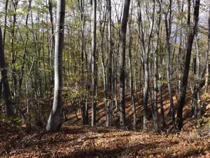 Teren Exclusivist cu Pădure Virgină și Potențial Ecoturistic - Viperesti, Buzău schimb cu auto