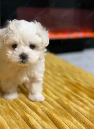 Bichoni maltezi mini toy  - imagine 2