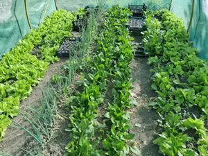 Casa la sat cu gradina mare, 45 km de Timisoara. - imagine 8