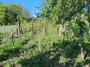 Casa la sat cu gradina mare, 45 km de Timisoara. - imagine 5