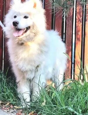 Samoyed original fetita cuminte  - imagine 4 Samoyed original fetita cuminte  - imagine 4