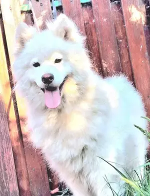 Samoyed original fetita cuminte  - imagine 3 Samoyed original fetita cuminte  - imagine 3