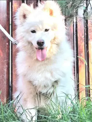 Samoyed original fetita cuminte 