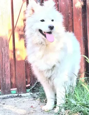 Samoyed original fetita cuminte  - imagine 2 Samoyed original fetita cuminte  - imagine 2