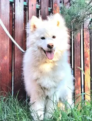 Samoyed original fetita cuminte  - imagine 5 Samoyed original fetita cuminte  - imagine 5