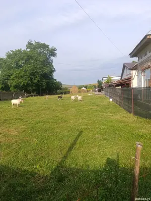 Teren intravilan, Cârligi,com. Stefan cel Mare  - imagine 5