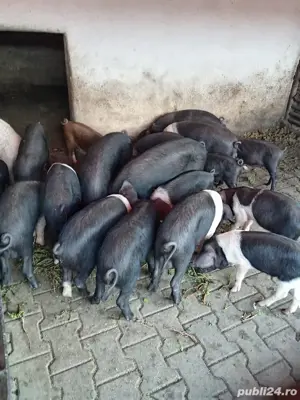 Vând purcei - imagine 2