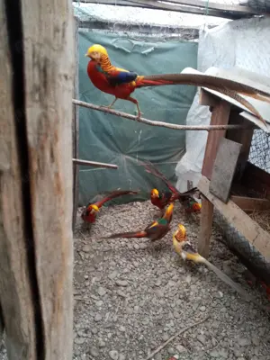 Vand perusi,fazani si pauni