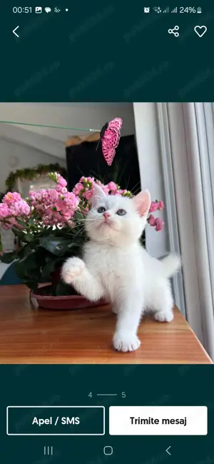 Puiuți American Shorthair White.  Asigur transport contra cost.  - imagine 3